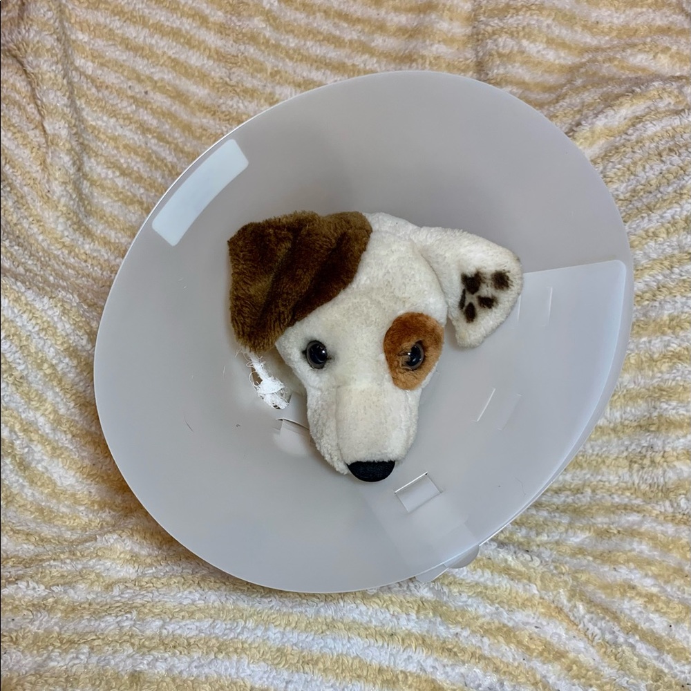 Doggy surgical recovery collar- small flexible plastic